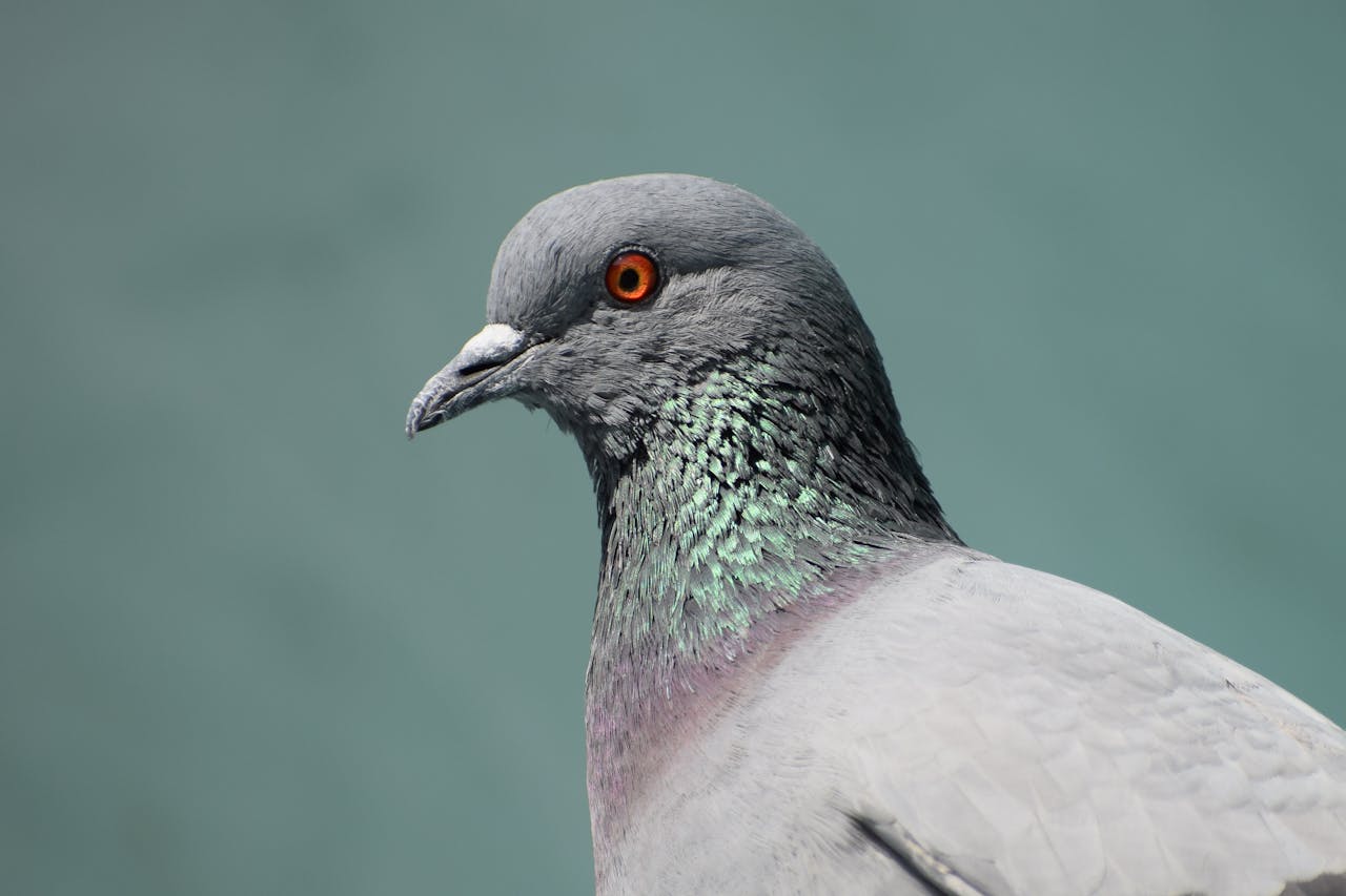 HD image of a dove
