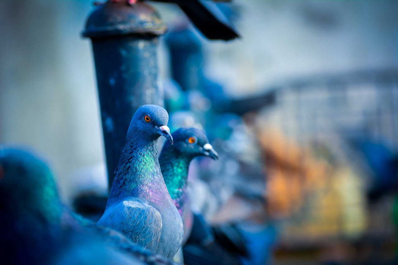 HD image of doves